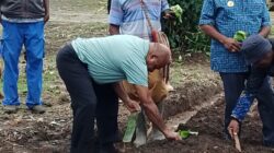 Bangun Kemandirian Pangan Sejak Dini, Gubernur Papua Ajak Siswa SMA Negeri 1 Ibub Rajin Menanam
